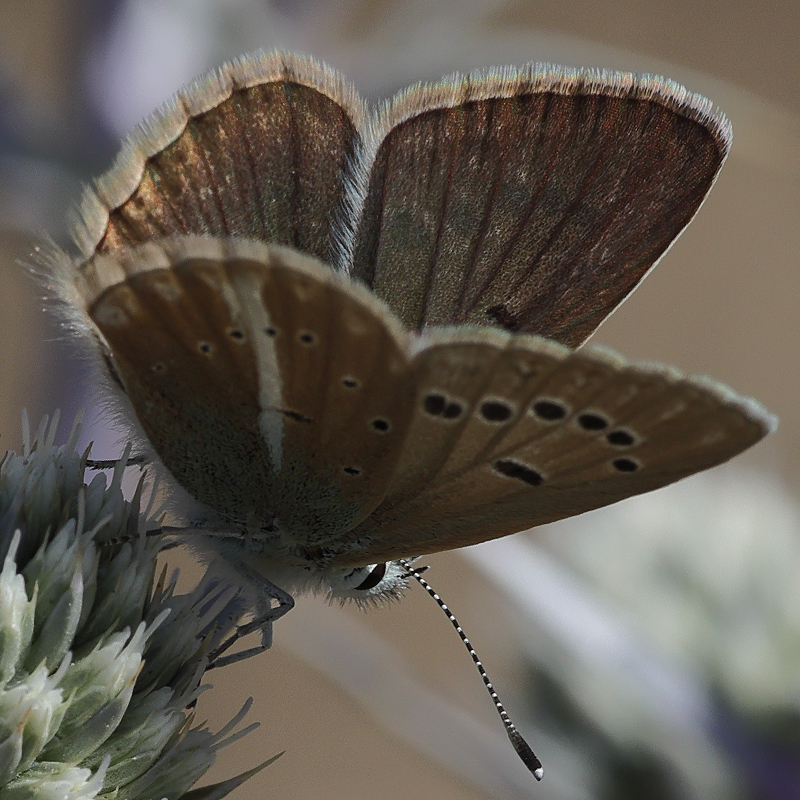 Polyommatus vanensis
