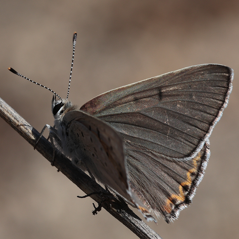 Lycaena xanthoides (obsolescens)