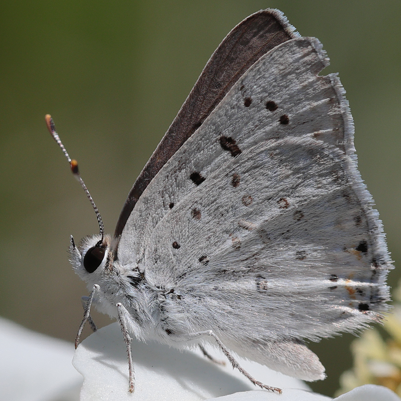 Lycaena xanthoides (obsolescens)