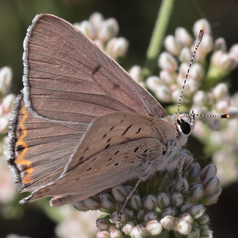 Lycaena xanthoides (obsolescens)