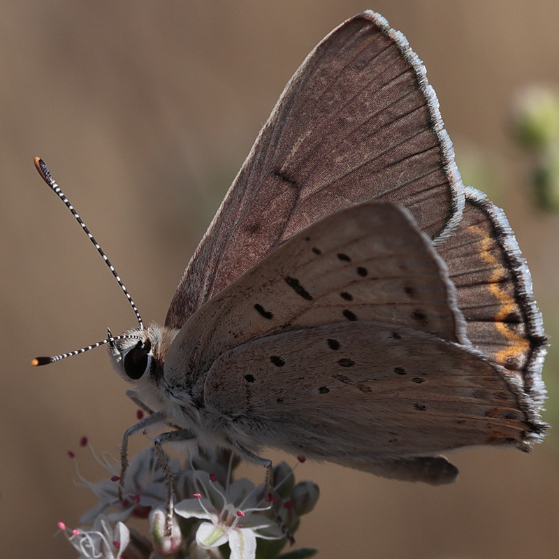 Lycaena xanthoides (obsolescens)
