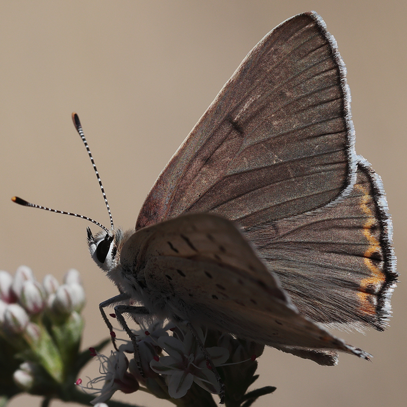 Lycaena xanthoides (obsolescens)