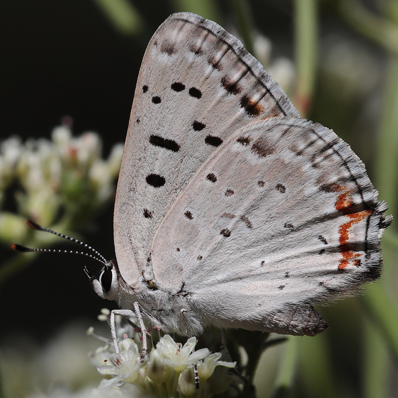 Lycaena xanthoides female