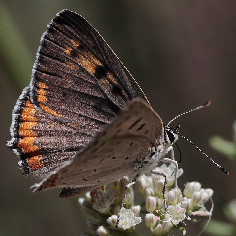Lycaena xanthoides female
