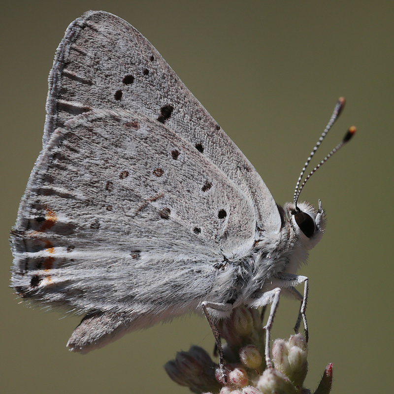 Lycaena xanthoides