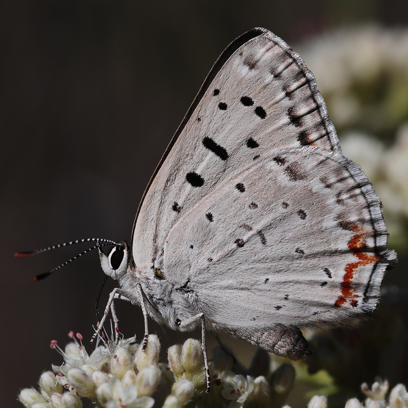 Lycaena xanthoides female