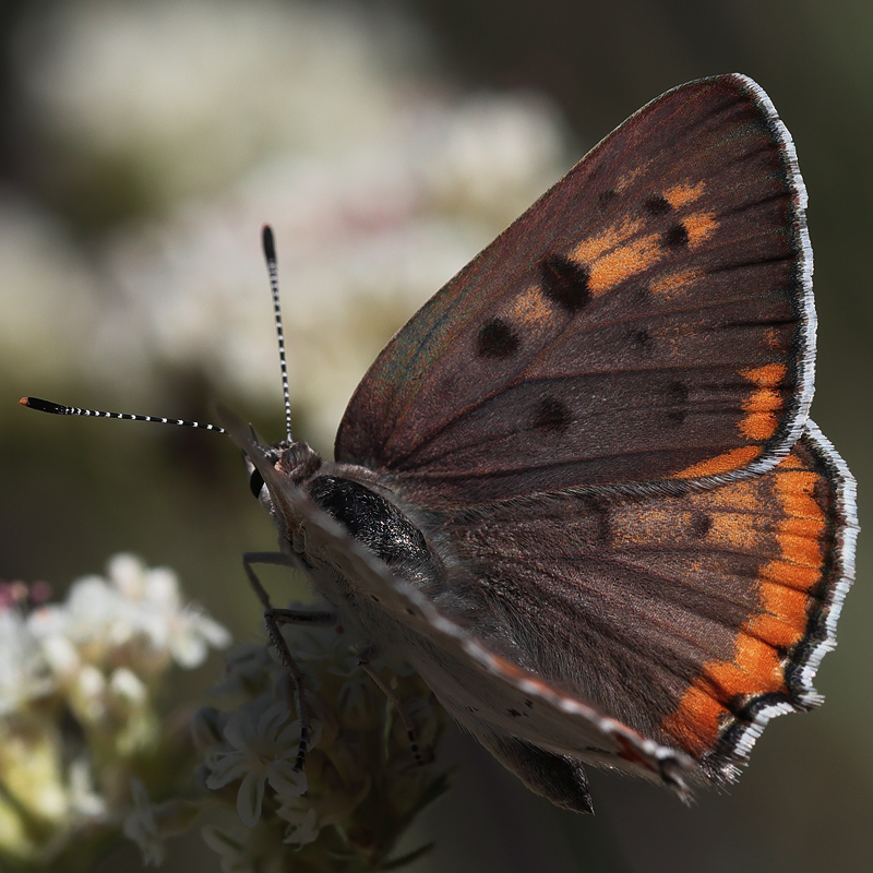 Lycaena xanthoides female
