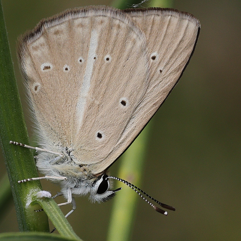 Polyommatus sp.