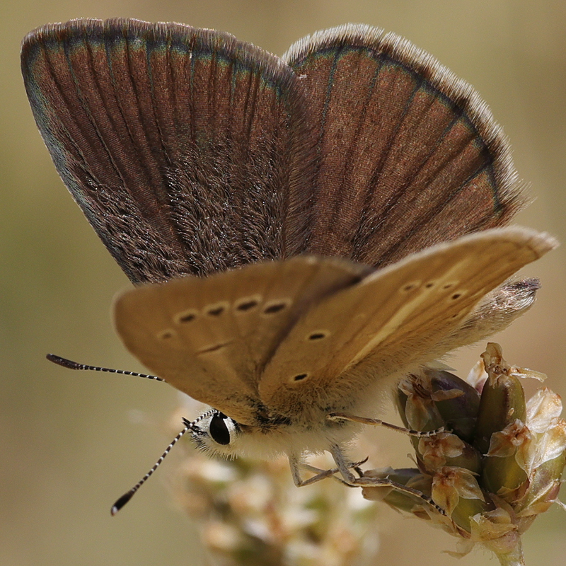 Polyommatus sp.