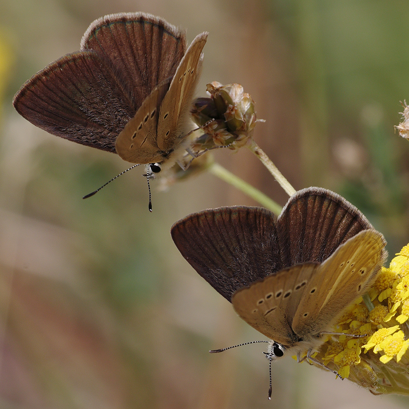 Polyommatus sp.