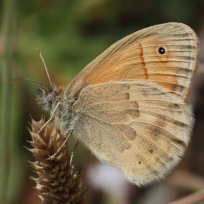 Coenonympha pamphilus