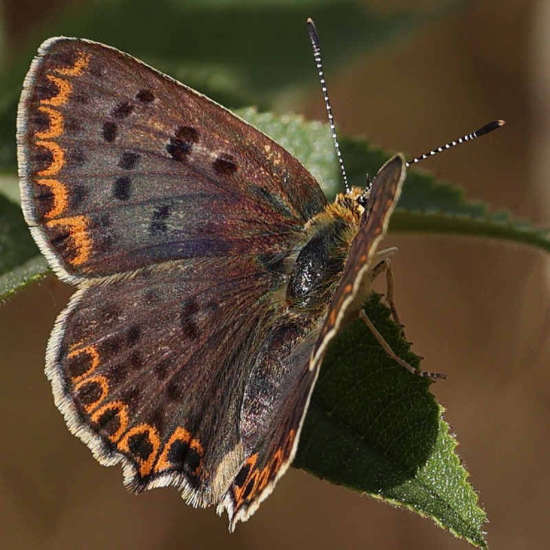 Lycaena tityrus
