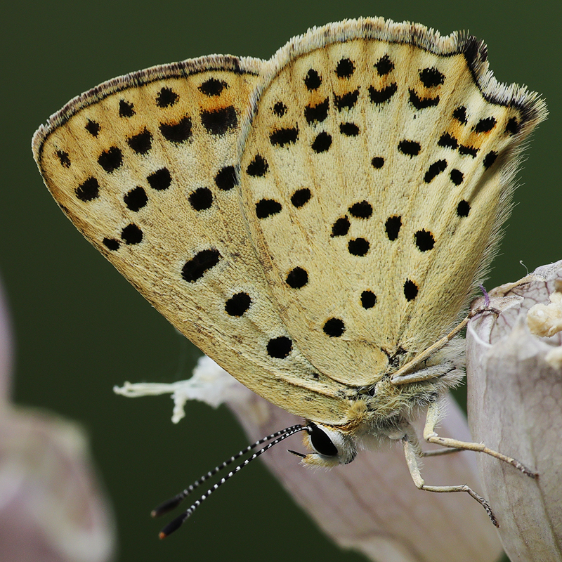 Lycaena tityrus