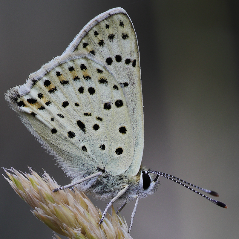 Lycaena tityrus