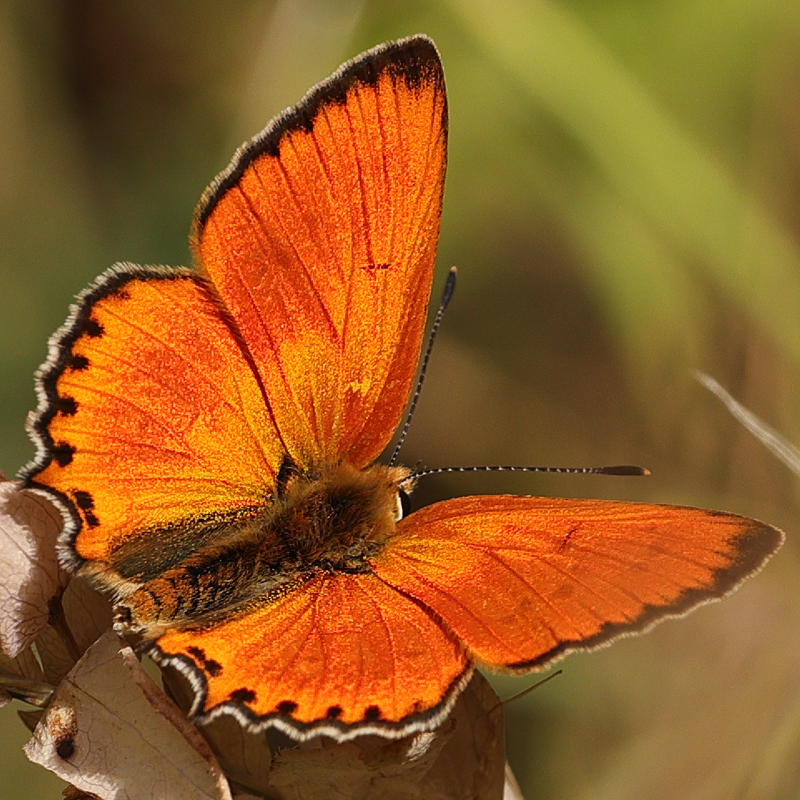Lycaena virgaureae