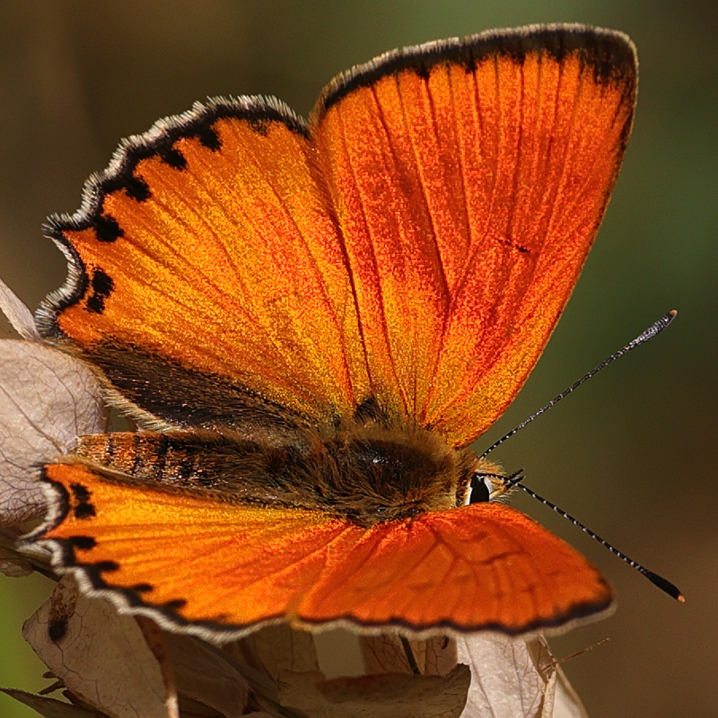 Lycaena virgaureae