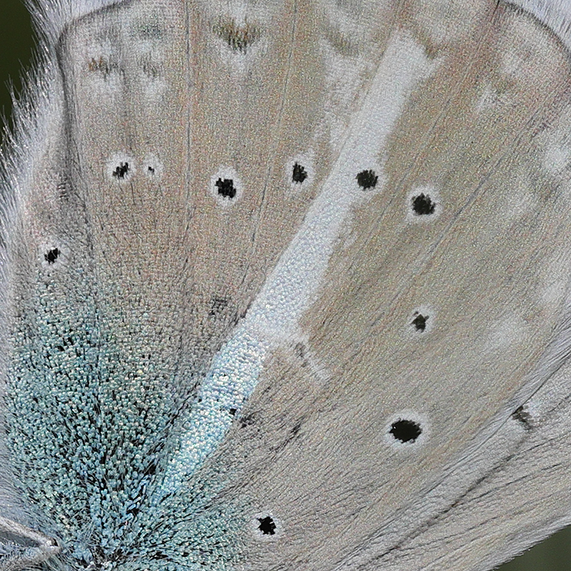 Polyommatus pierceae
