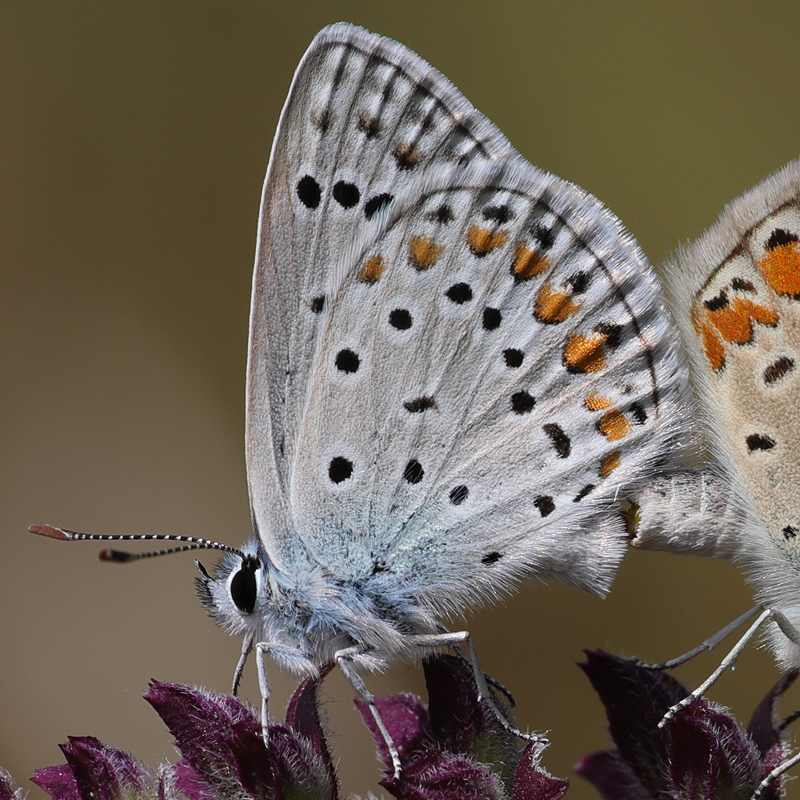 Polyommatus thersites