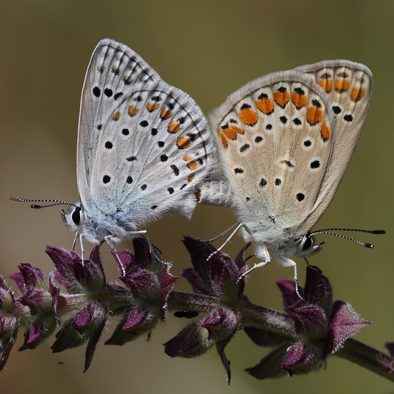 Polyommatus thersites