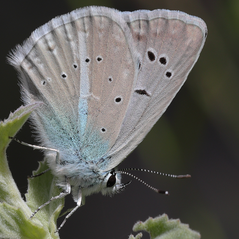 Polyommatus pierceae
