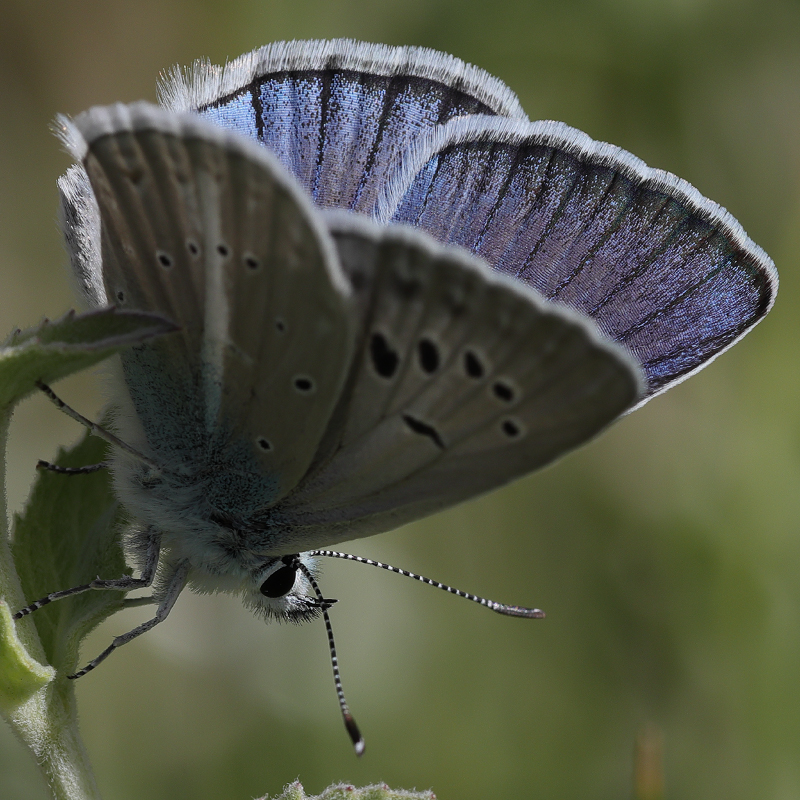 Polyommatus pierceae