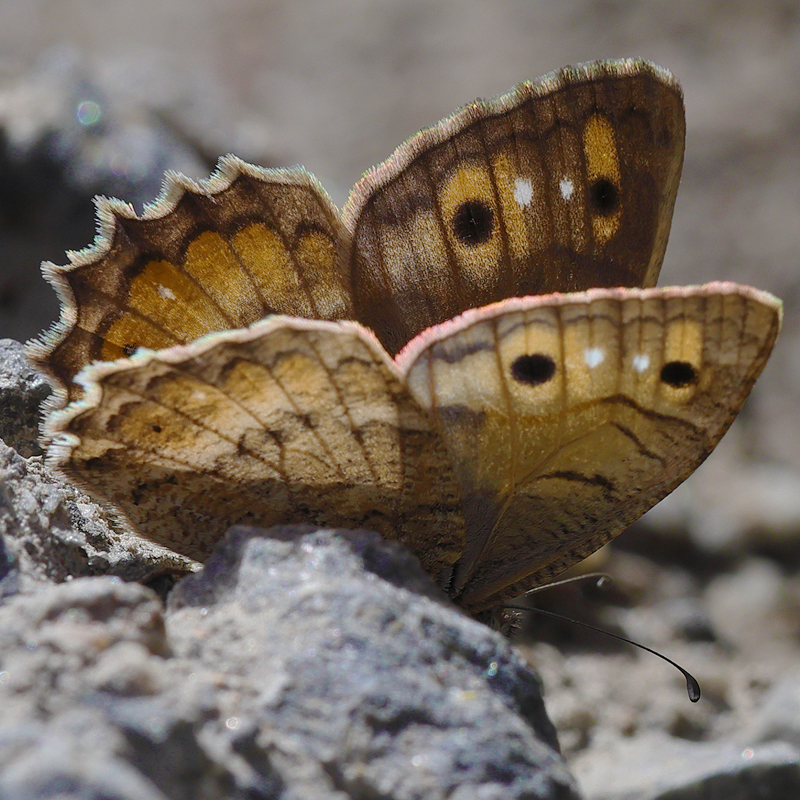 Pseudochazara mamurra