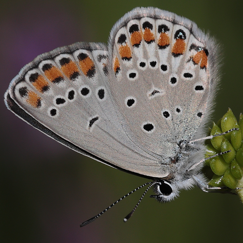 Kretania eurypilus (iranica)