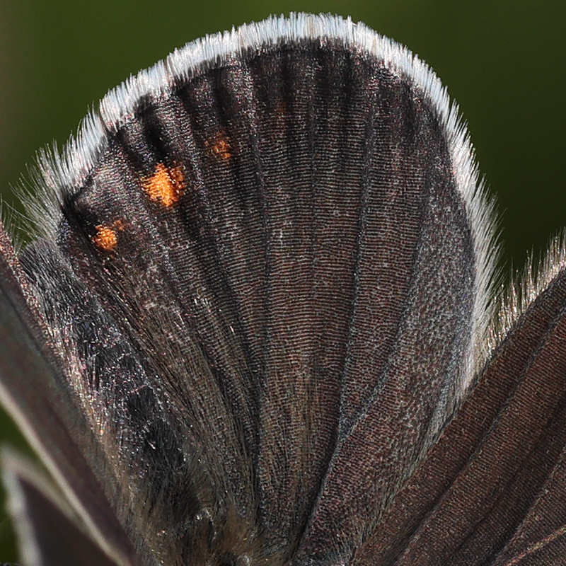 Kretania eurypilus (iranica)