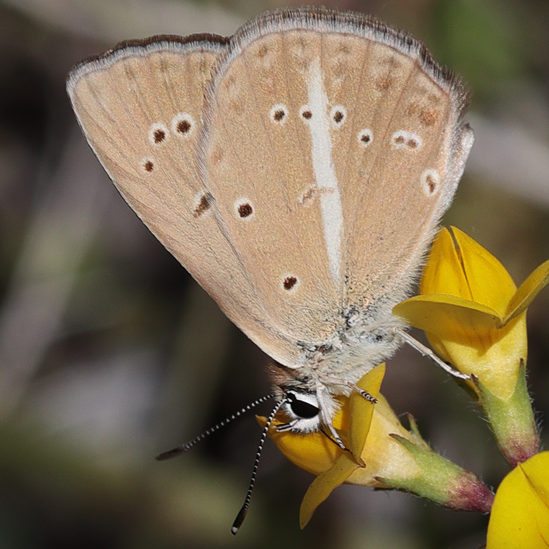 Polyommatus dantchenkoi female