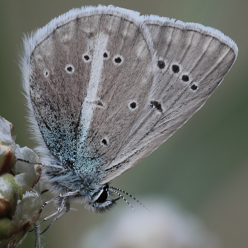 Polyommatus sp.
