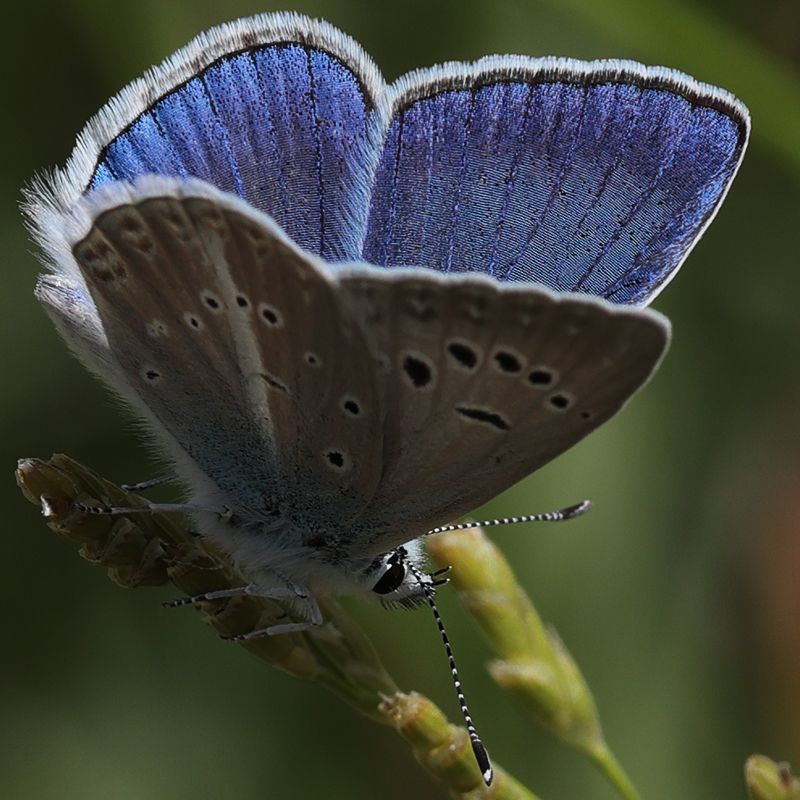 Polyommatus sp.