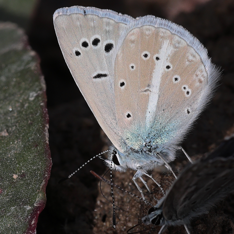 Polyommatus sp.