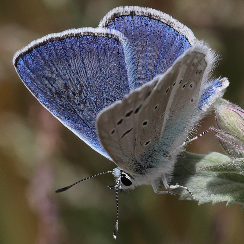 Polyommatus sp.