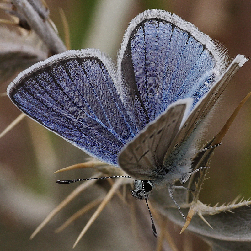 Polyommatus sp.