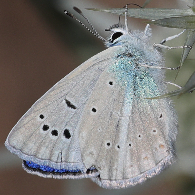 Polyommatus sp.