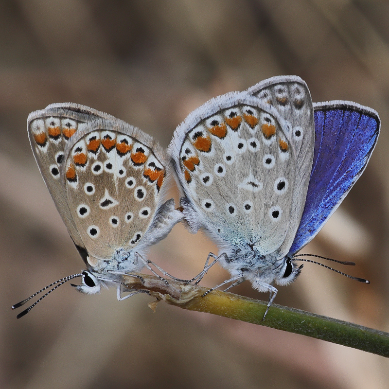 Polyommatus thersites