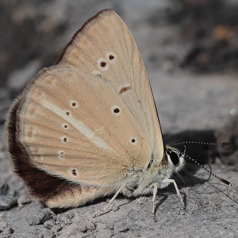 Polyommatus ripartii paralcestis female