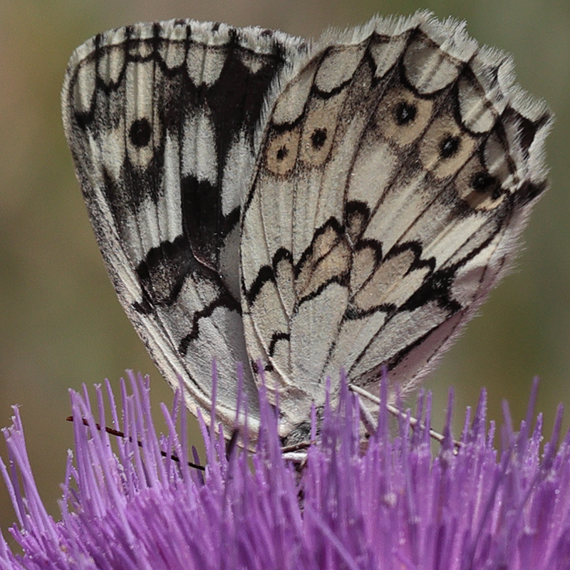 Melanargia syriacus