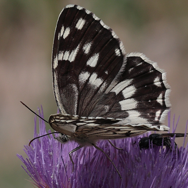Melanargia syriacus