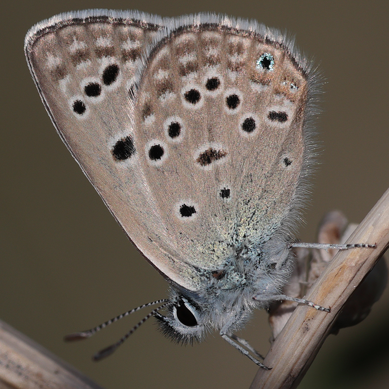 Plebejus morgianus