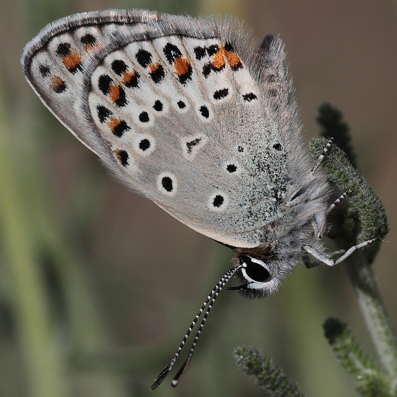 Kretania eurypilus (iranica)