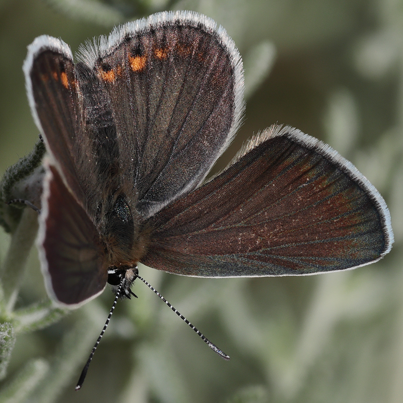 Kretania eurypilus (iranica)