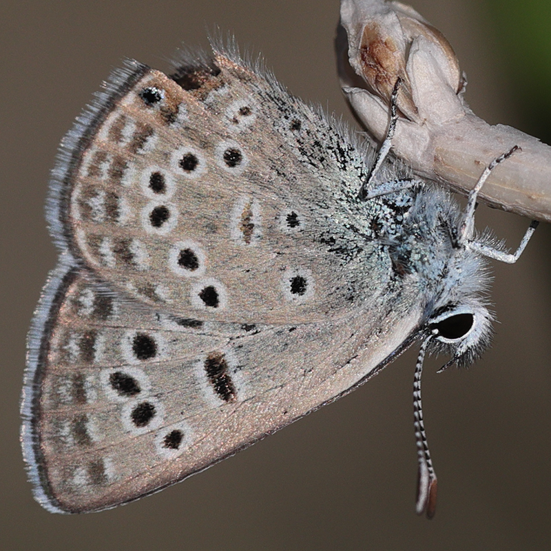 Plebejus morgianus