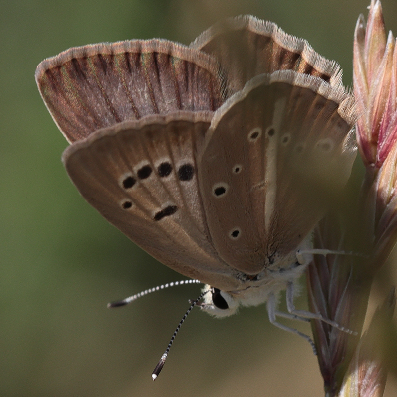 Polyommatus sp