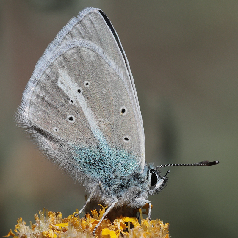 Polyommatus baytopi