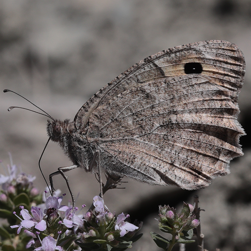 Pseudochazara pelopea