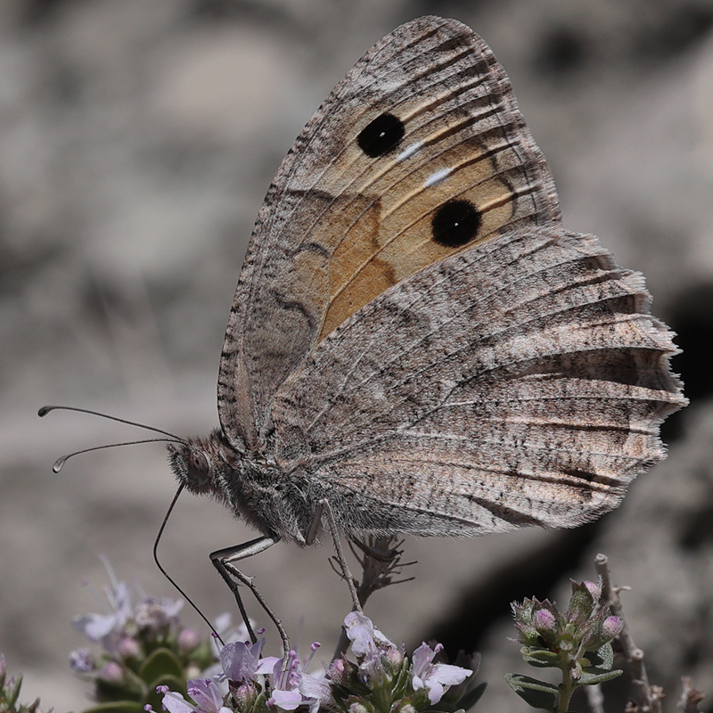 Pseudochazara pelopea