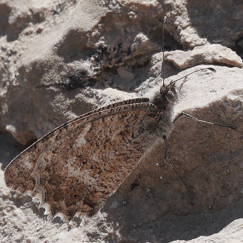 Pseudochazara mamurra