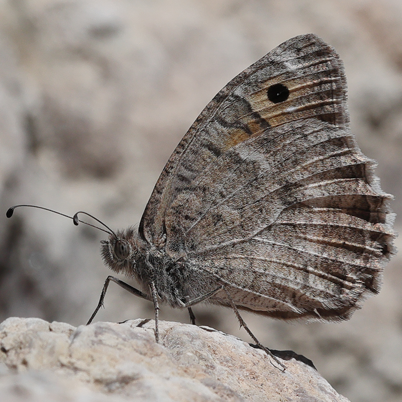Pseudochazara pelopea