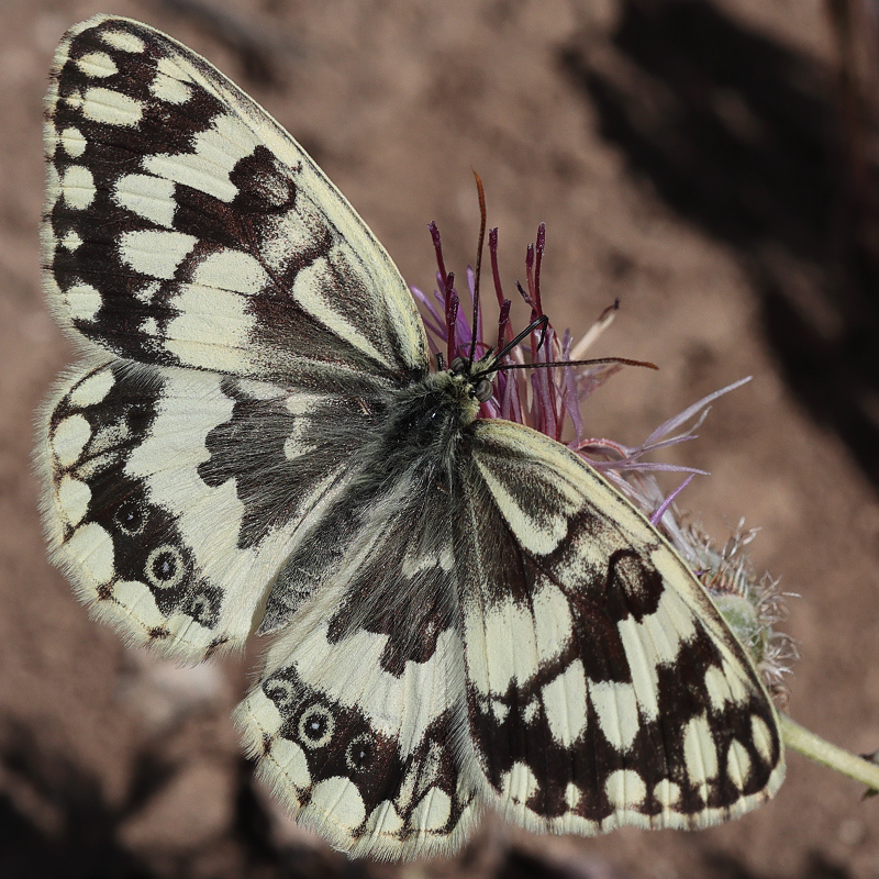 Melanargia hylata